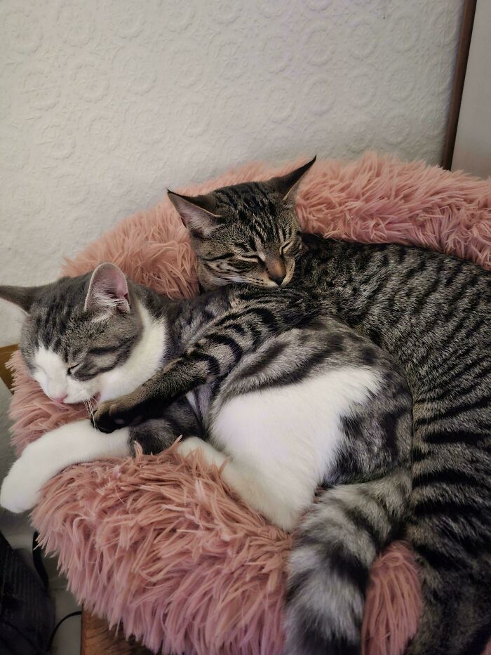 Two cute cats on cats cuddling and sleeping together on a soft pink fluffy bed indoors.