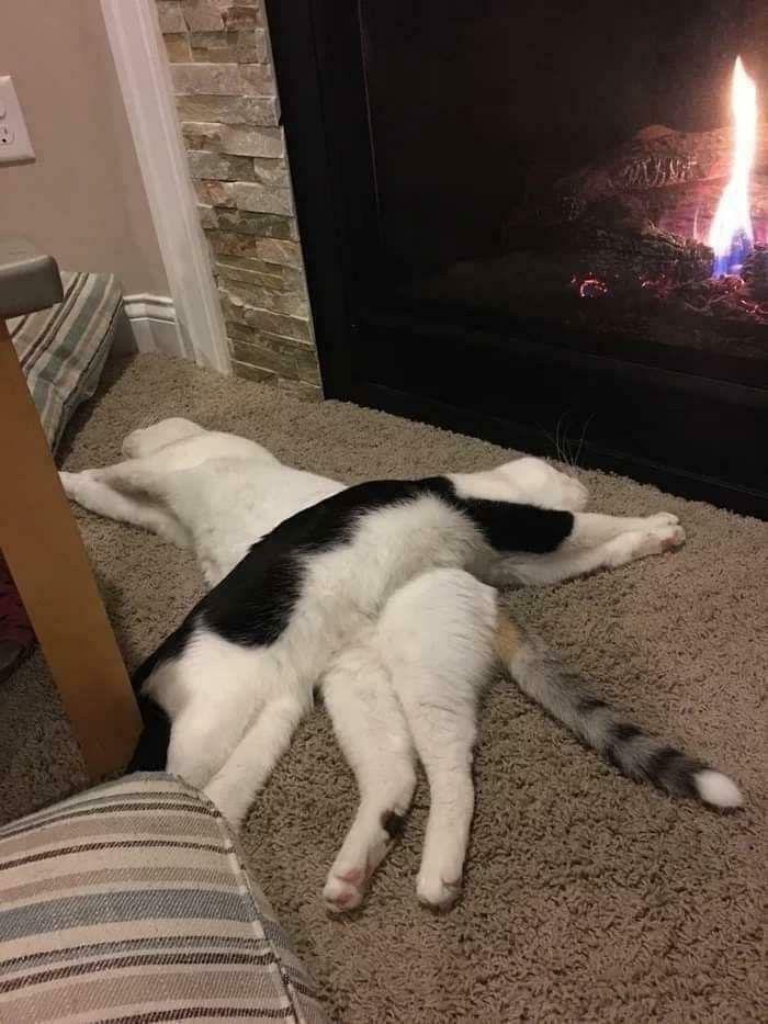 Two cute cats lying intertwined and relaxing on carpet near a warm fireplace in a cozy room.