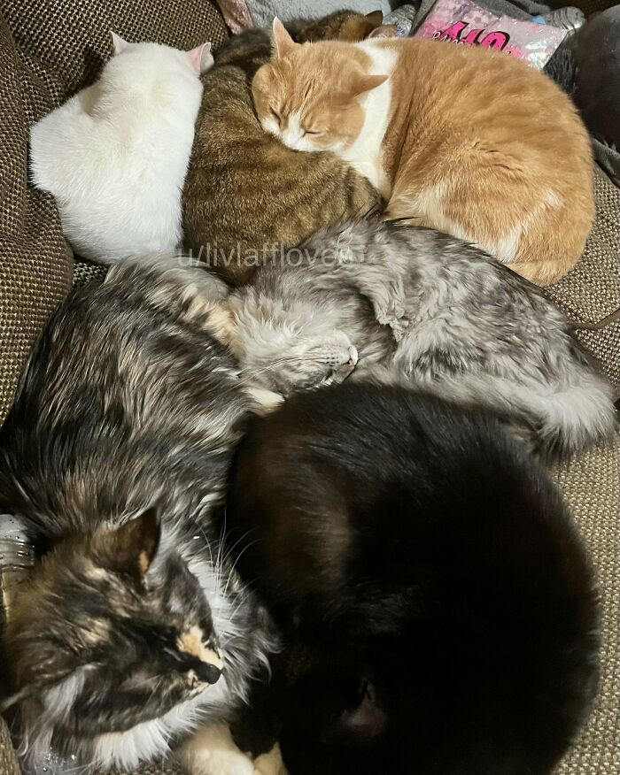 Five cute cats curled up closely together on a textured brown chair, showcasing their diverse fur patterns and colors.