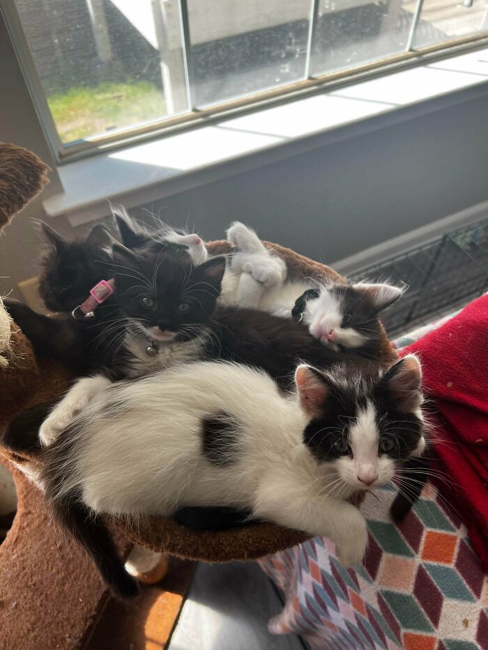 Four cute cats resting together in a cozy cat bed near a sunlit window indoors.