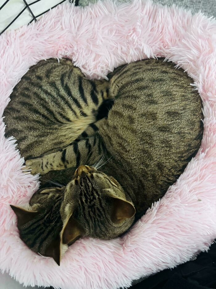 Two cute cats curled up together in a heart-shaped position inside a soft pink fluffy bed.
