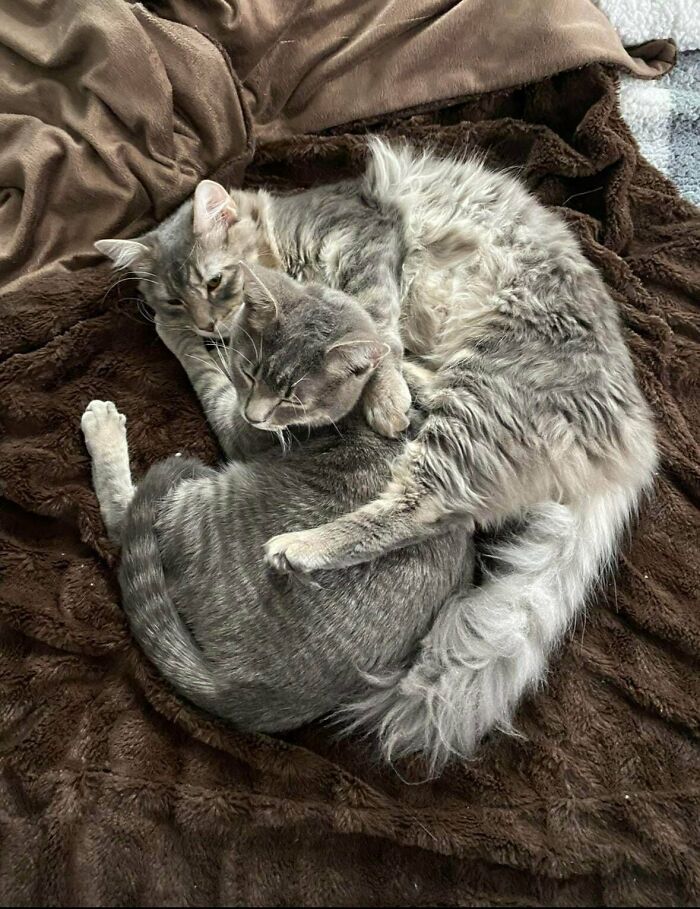 Two cute cats cuddling closely on a soft brown blanket, showing affection and comfort together.