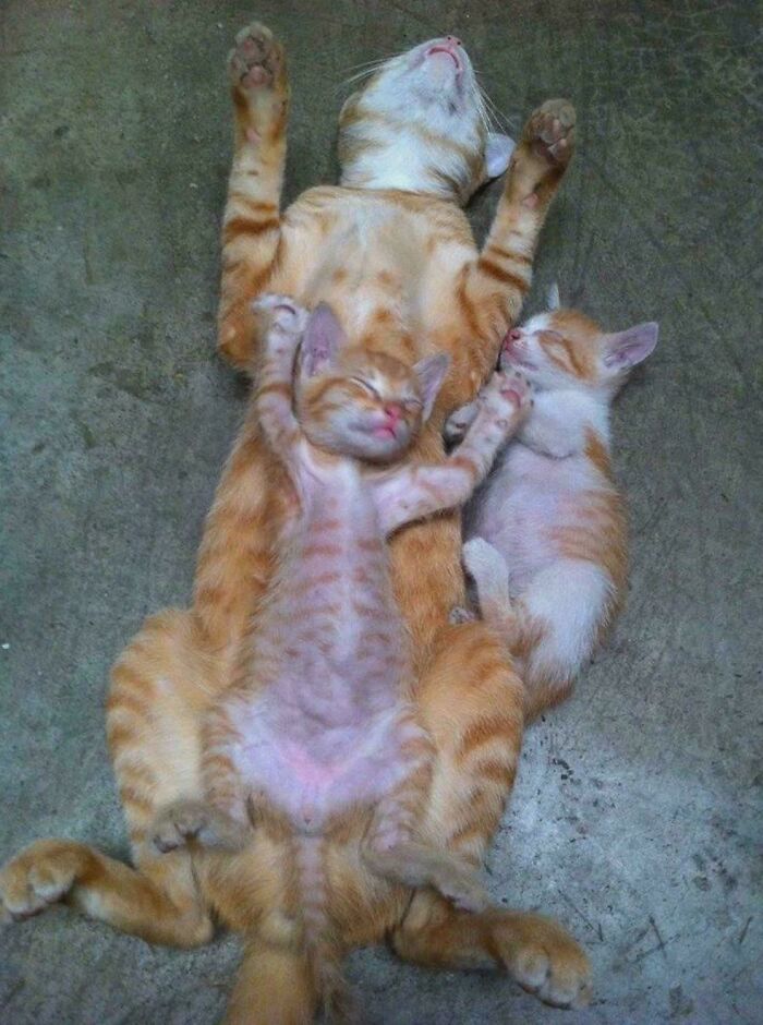 Three orange and white cats lying on their backs peacefully sleeping, showcasing the cutest cats on cats moment.