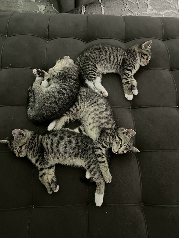 Four striped kittens sleeping and resting closely together on a dark cushioned surface, showcasing cutest cats on cats.