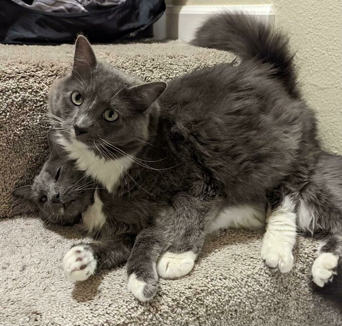 Two gray and white cats cuddling on carpeted stairs showcasing the cutest cats on cats moment.