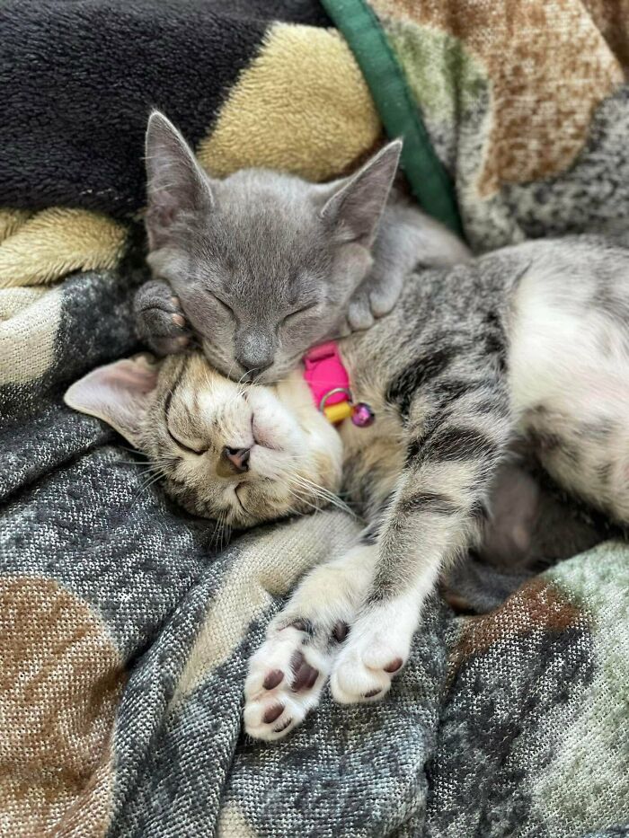 Two adorable cats peacefully sleeping together on a cozy blanket, showcasing the cutest cats on cats moment.