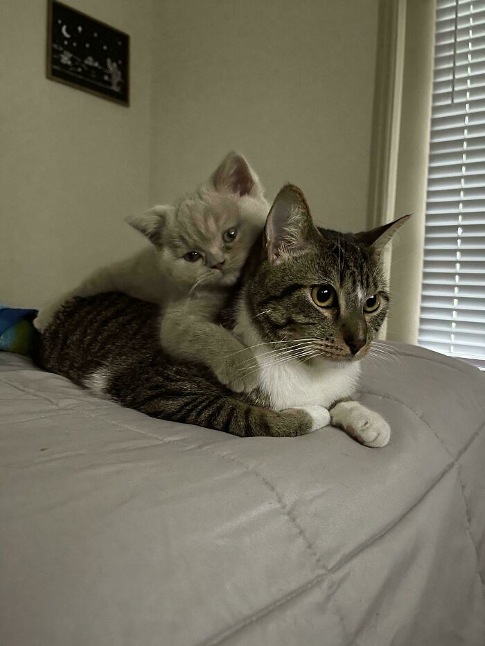 Two adorable cats cuddling on a bed, with a small light-colored kitten hugging a larger tabby cat.