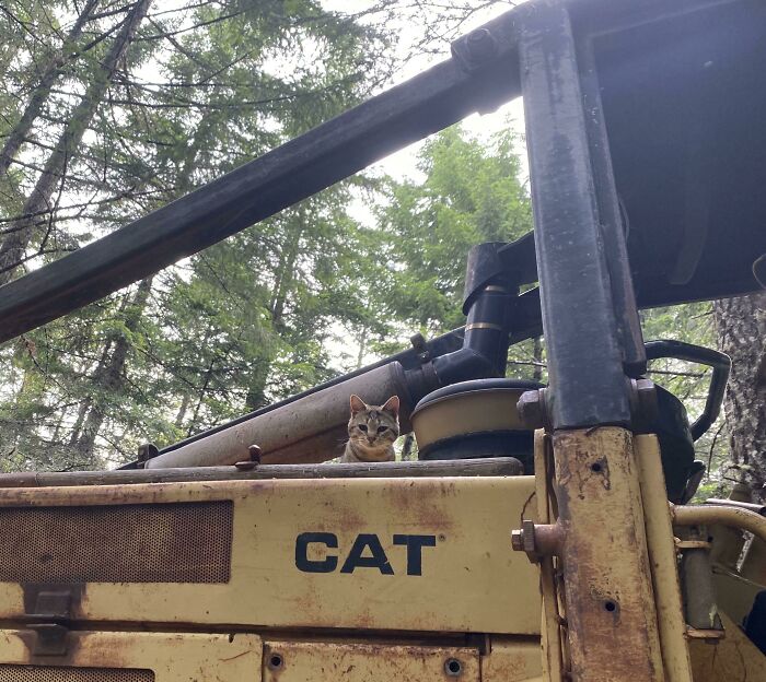 Cat sitting on a rusty CAT machine, surrounded by trees, showcasing one of the cutest cats on cats in nature.