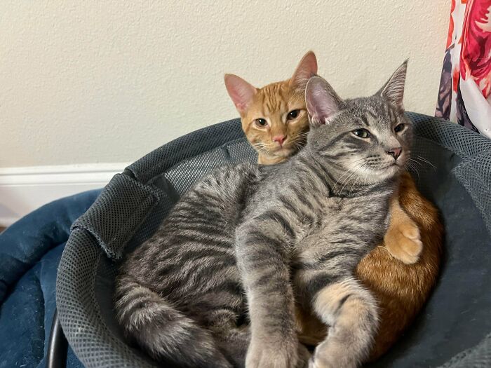Two cute cats on cats cuddling in a cozy round pet bed against a beige wall with a colorful curtain nearby.