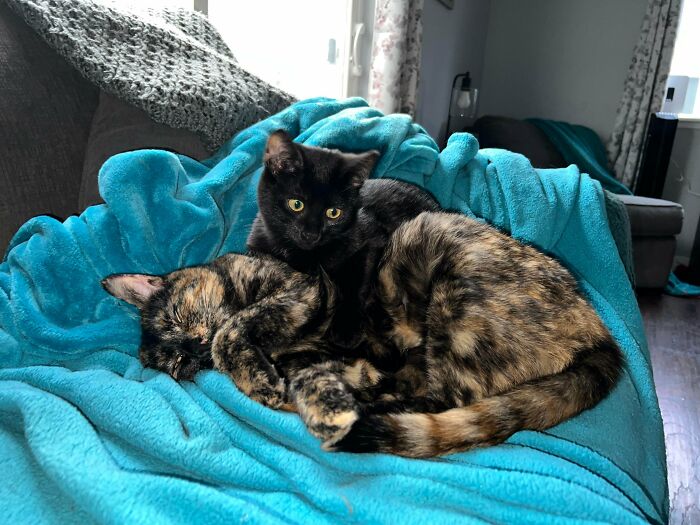 Two cute cats on cats cuddling closely on a bright blue blanket in a cozy indoor living room setting.