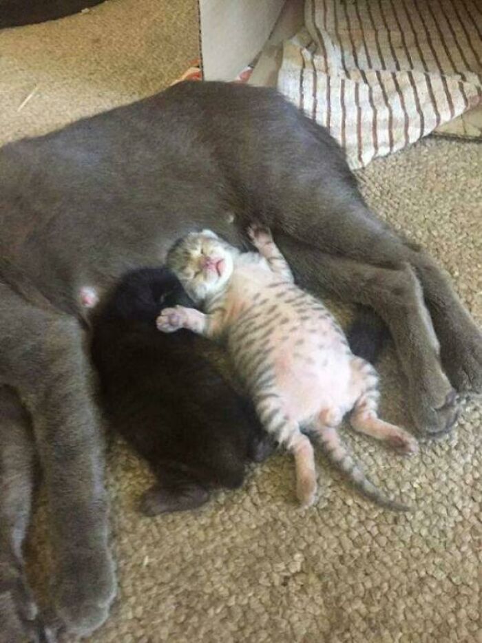Two kittens, one spotted and one black, sleeping next to a large gray cat on a textured carpet, showcasing the cutest cats on cats.