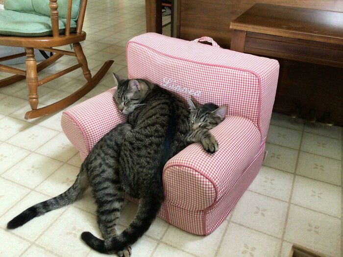 Two cute cats on cats sleeping together on a small red checkered armchair in a cozy room.