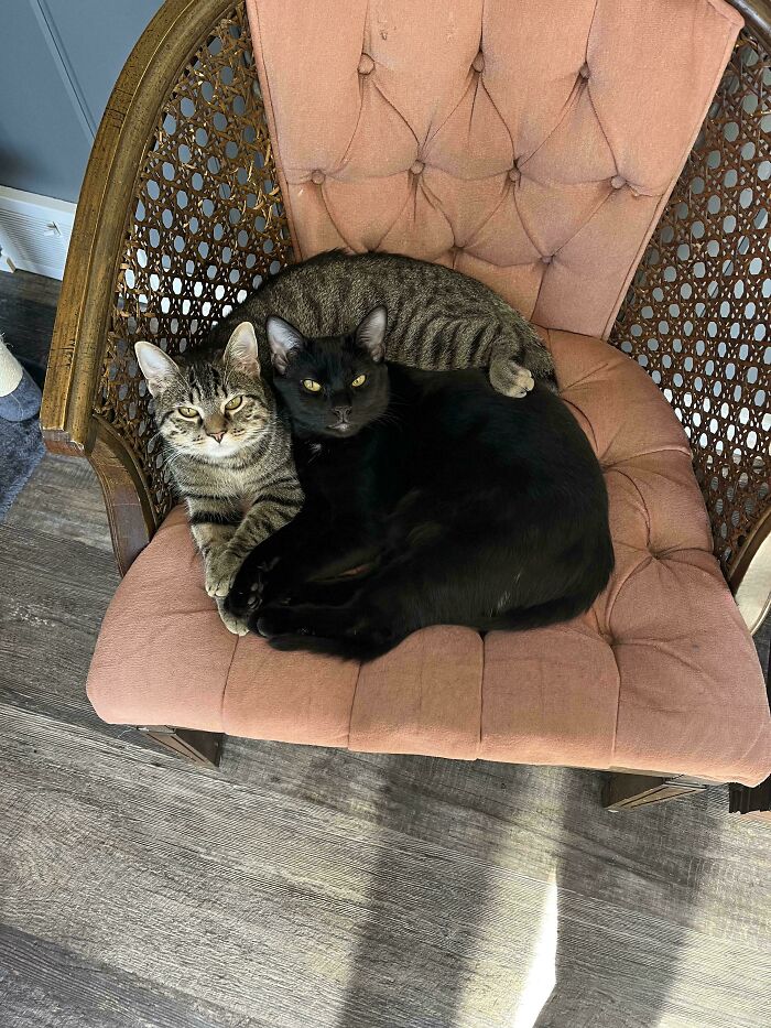 Two cute cats on chair cuddled together on a cushioned wicker chair in a cozy indoor setting.