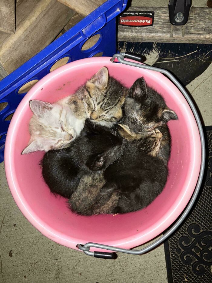 Four cute cats curled up and sleeping closely together inside a pink bucket on a concrete floor.