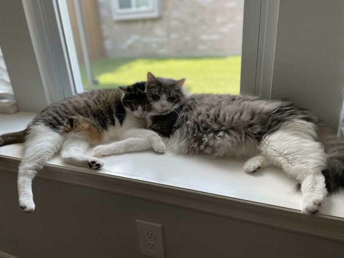 Two cute cats resting together on a windowsill in soft natural light showing relaxed feline friendship.