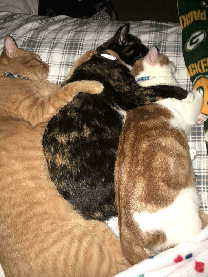 Three cute cats cuddling closely on a plaid blanket, showing affection and warmth in a cozy indoor setting.