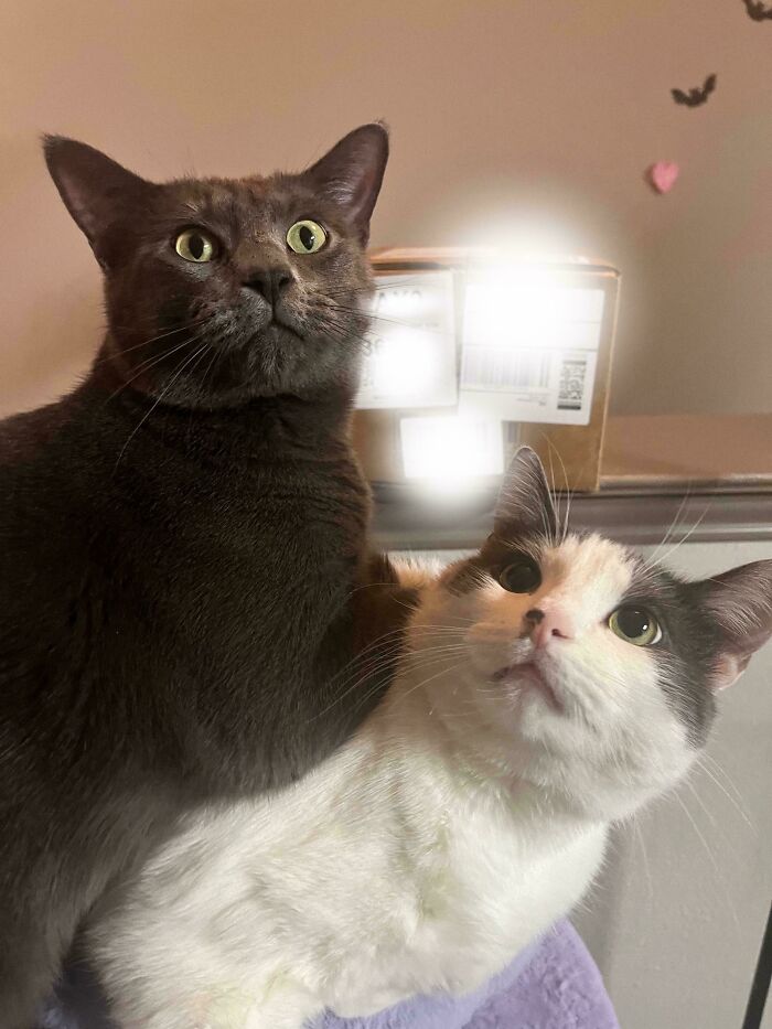 Two adorable cats closely sitting together indoors, showcasing the cutest cats on cats moment with curious expressions.