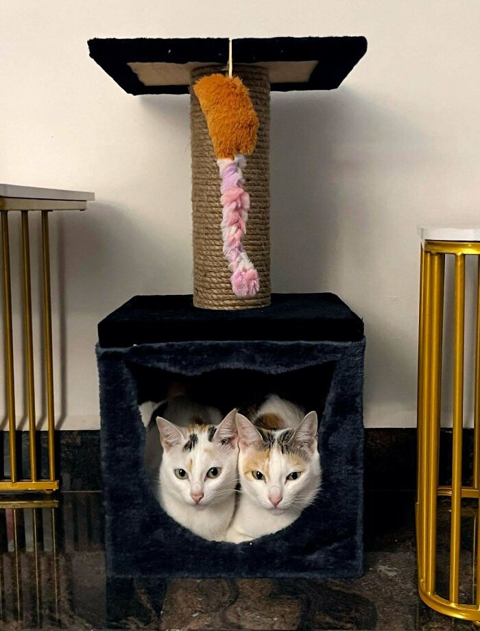 Two cute cats sitting together inside a black cat tree house with a hanging toy above them.