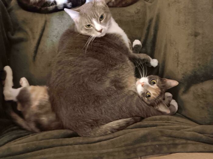 Two adorable cats cuddling closely on a soft green blanket, showcasing the cutest cats in a cozy setting.