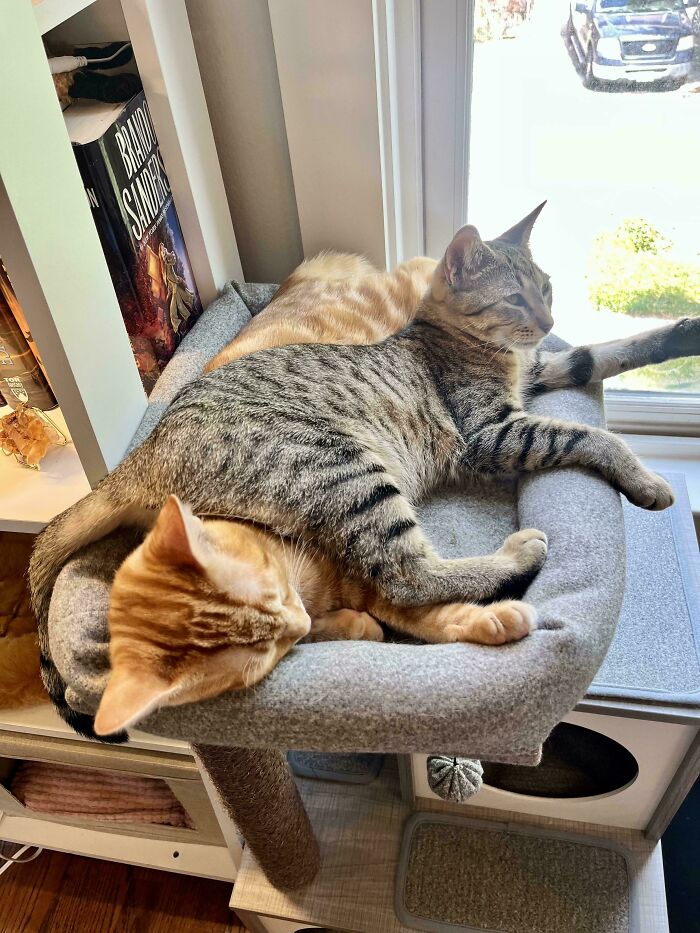 Two cute cats lounging together on a cozy cat bed near a window with sunlight streaming in.