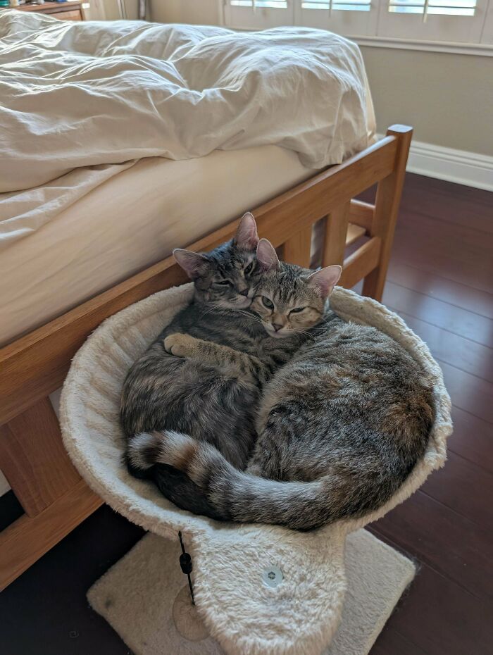 Two cute cats cuddling together in a cozy cat bed beside a wooden bed frame in a sunlit room.
