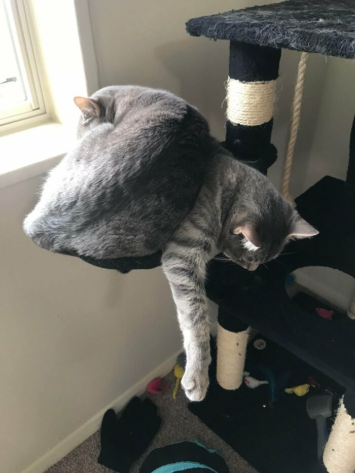 Two grey cats resting on a cat tree, one lying on top of the other, showcasing the cutest cats on cats moment.