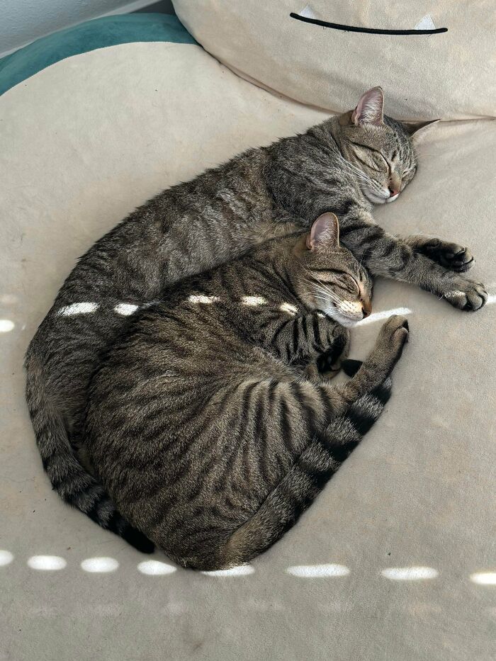 Two cute tabby cats sleeping closely together on a soft beige surface, showcasing the cutest cats on cats moment.
