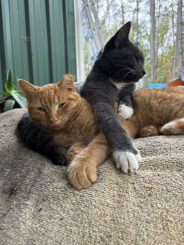 Two cute cats cuddling together on a soft blanket, one orange and one gray with white paws resting peacefully.