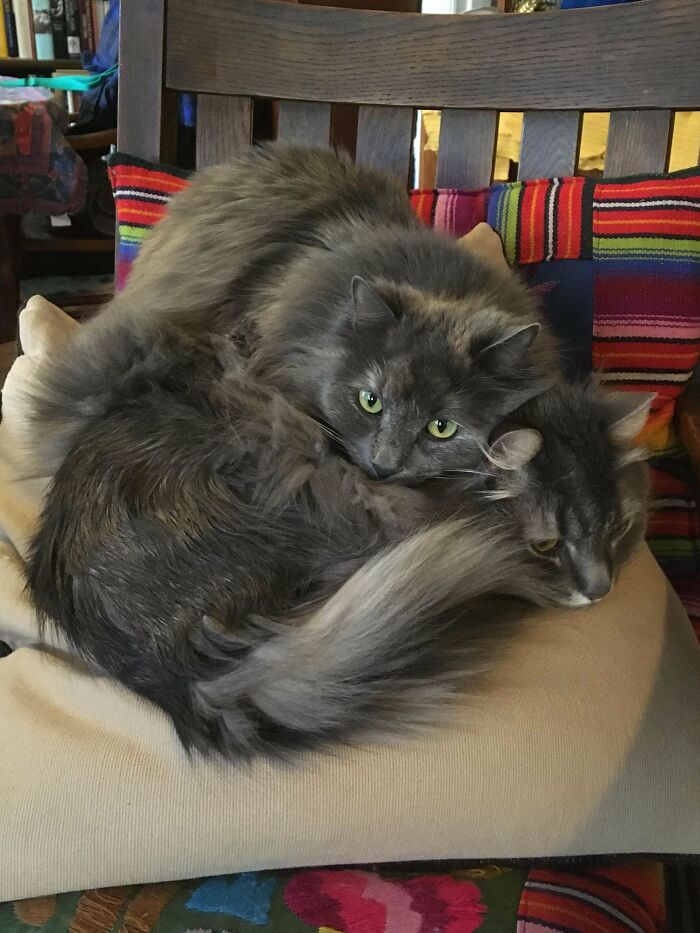 Two fluffy grey cats cuddling closely on a beige cushion with colorful striped pillows behind them.