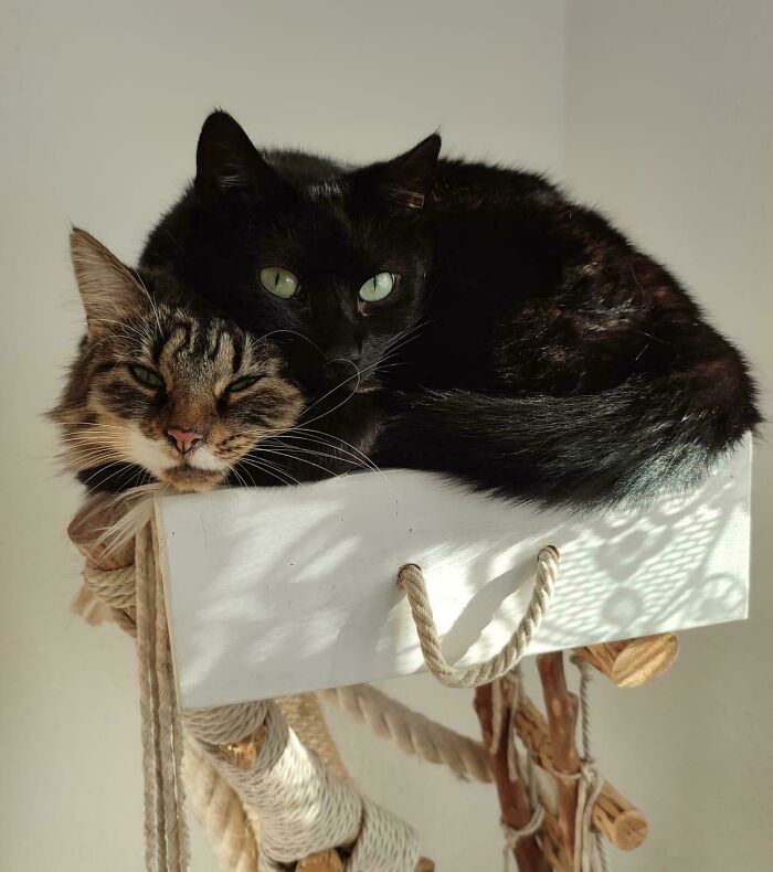Two cute cats resting closely together on a white platform of cat furniture in soft natural light