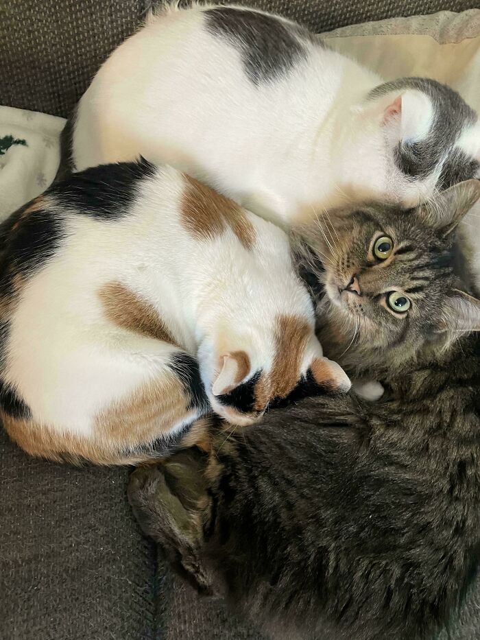 Three cutest cats on cats cuddled together on a couch showing mixed fur patterns and relaxed postures.