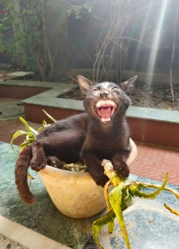 Black cat appearing to scream or meow loudly while sitting in a small plant pot outdoors with sunlight streaming in.