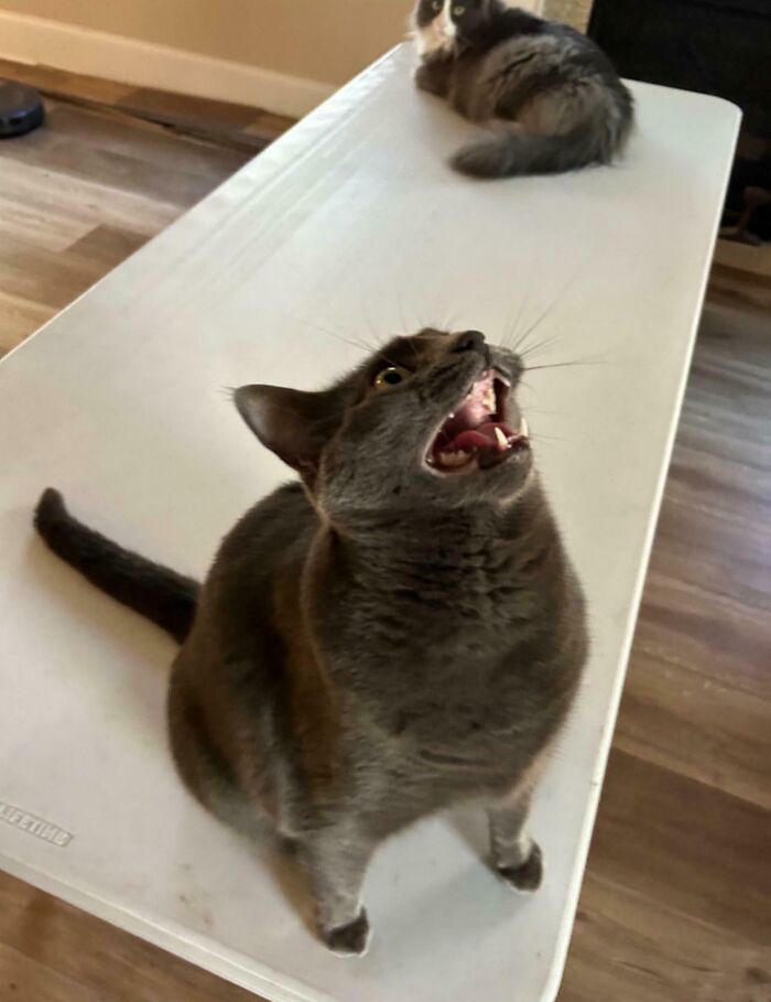 A gray cat mid-meow on a table with a fluffy black and white cat lying in the background inside a home.