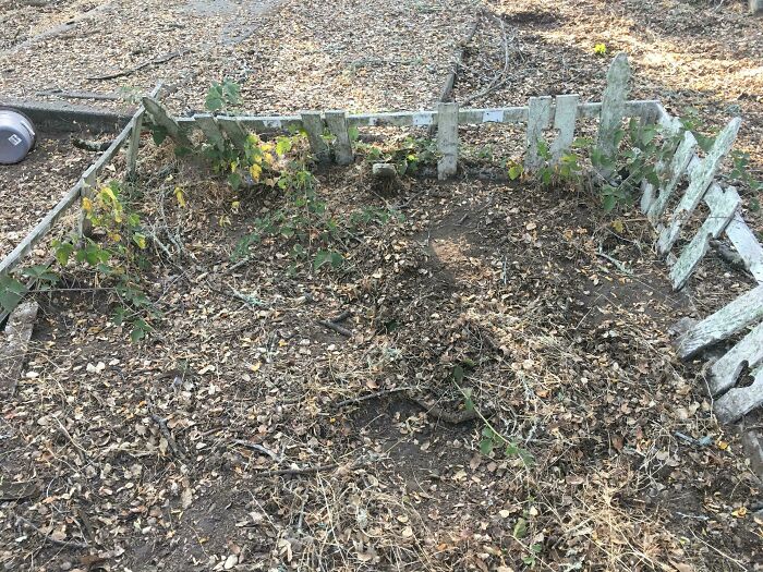 Broken white wooden fence surrounding a patch of dry leaves and dirt, a mildly infuriating patience test outdoors.