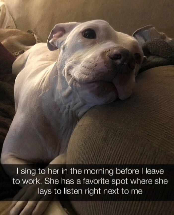 White dog resting its head on a couch, showing the love and bond shared with furry companions in a cozy home setting.