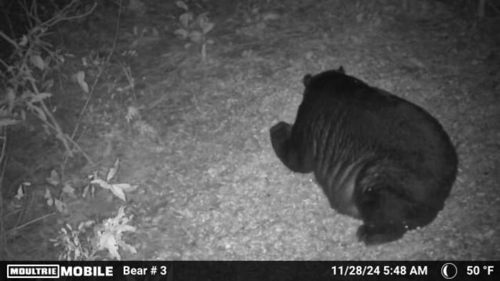 Black bear captured by a trail camera at night, showing wild animals in their natural habitat being funny and unaware of recording.