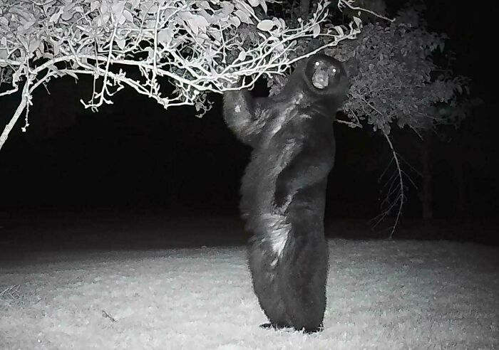 Black bear standing on hind legs reaching for a tree branch in a nighttime wild animals funny moment captured on camera.