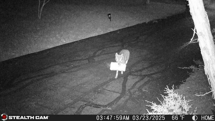 Wild animal caught by night camera holding a suspicious object while unaware of being recorded outdoors.