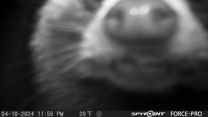 Close-up of a wild animal nose captured unexpectedly on a trail camera, showing a funny moment of wildlife behavior.