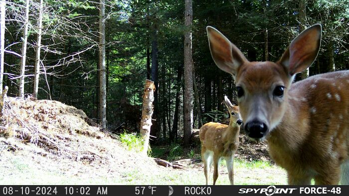Two wild deer in a forest captured being funny and unaware of the camera in natural woodland setting.