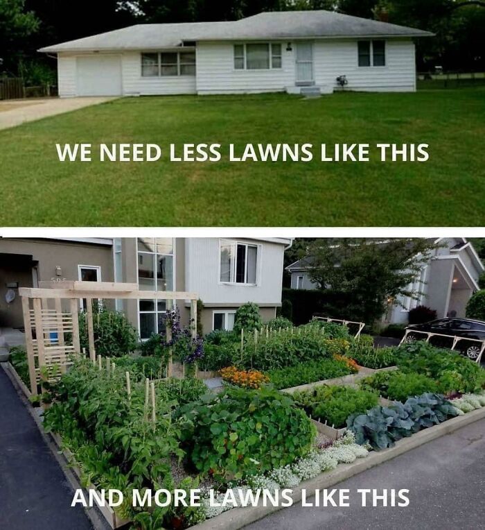 A front yard with plain grass contrasted by a lush garden full of vegetables, showing happiness in small things.