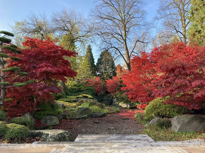 Beautiful garden path surrounded by vibrant red and green trees, reflecting simple living and appreciating nature's beauty.