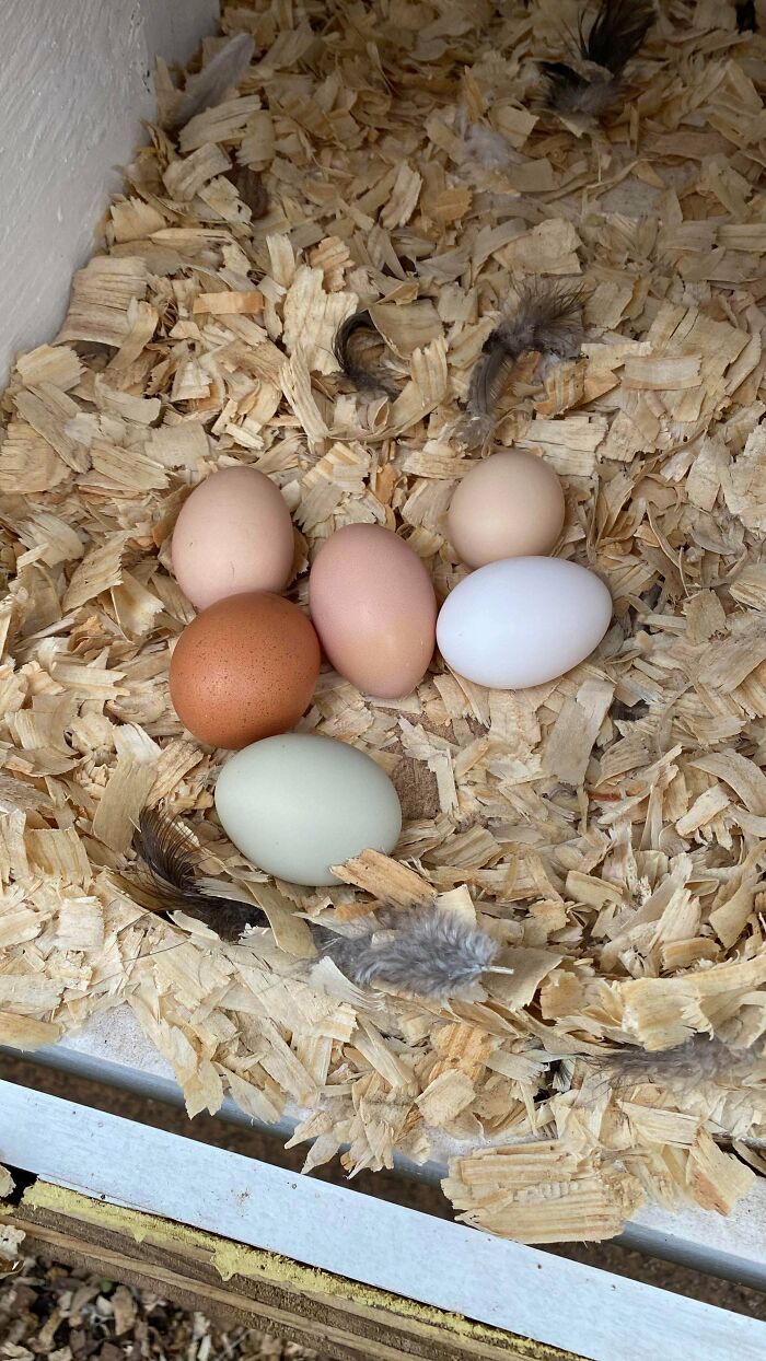 Variety of fresh eggs on wood shavings in a simple living setting, highlighting natural and minimalistic lifestyle choices.