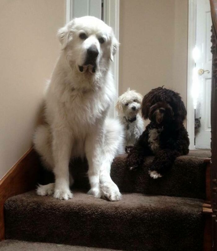 Three dogs sitting on carpeted stairs with a cat seamlessly merged into the background near the doorway.