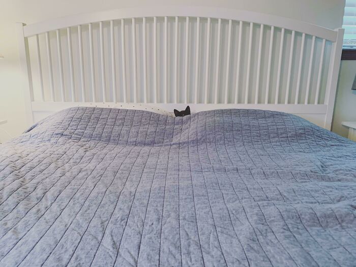 Black cat’s ears barely visible above a blue-gray bedspread, blending seamlessly into the bedroom background.