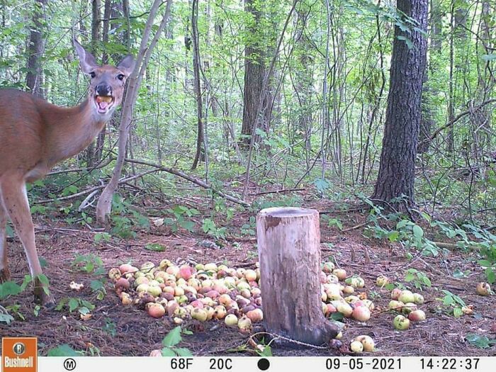 Wild animal caught being funny in the forest next to a pile of apples, unaware of being recorded by the trail camera.