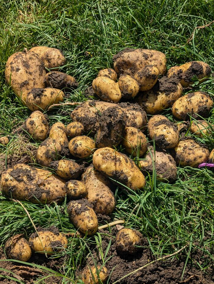 Freshly dug potatoes covered in dirt lying on green grass, illustrating simple living and appreciating having less.