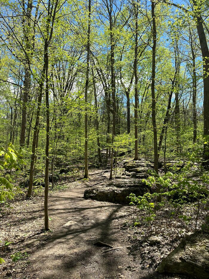 Forest trail surrounded by trees and greenery on a sunny day, embodying simple living and nature's calm.