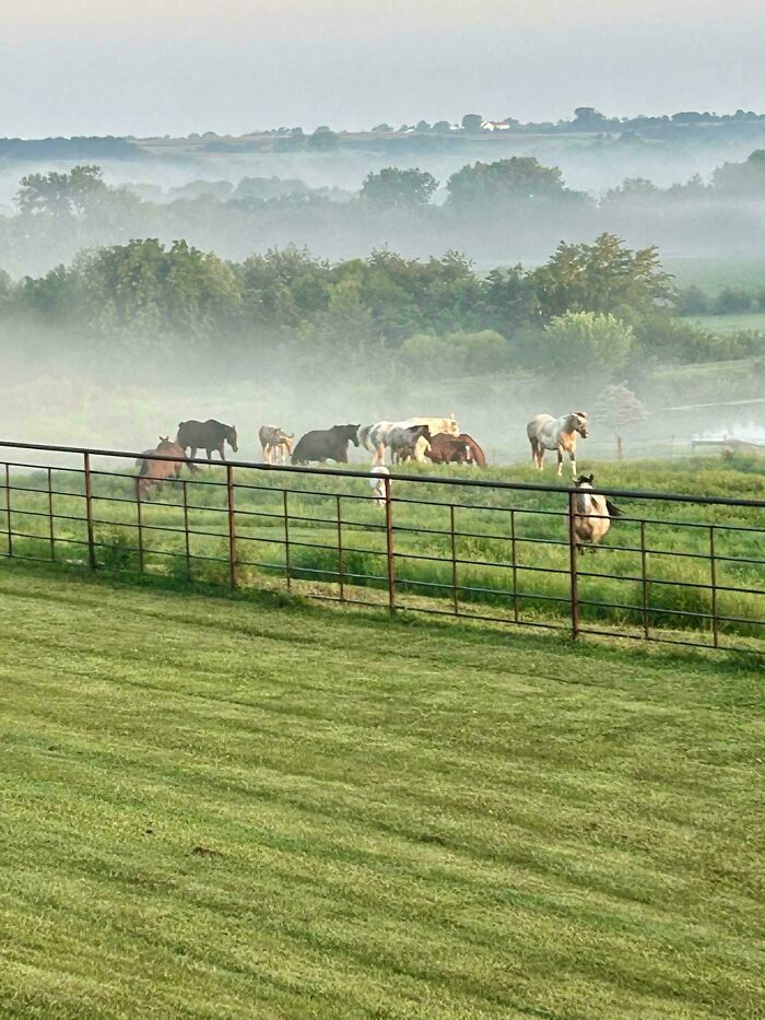 Horses grazing peacefully in a misty rural field, capturing the essence of simple living and natural beauty.