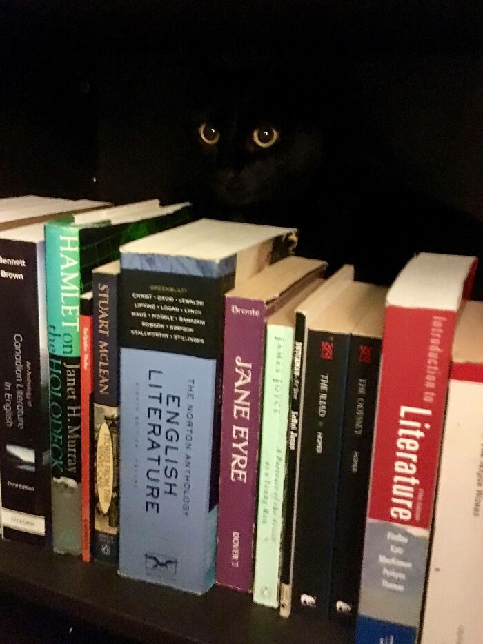 Black cat blending into dark bookshelf background among literature books with only its eyes clearly visible.